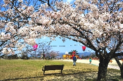 「一の谷公園の桜」