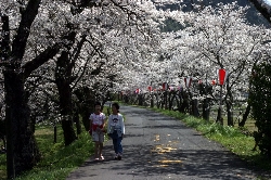 「殿森の桜並木」